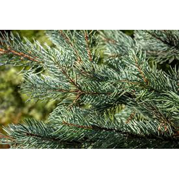 RedCrocus Picea abies 'Fastigiata' - Columnar Norway Spruce, Narrow Upright Evergreen Conifer, Live Outdoor Tree for Sun, Deer-Resistant, Landscape Screening  3 Gallon Nursery Pot