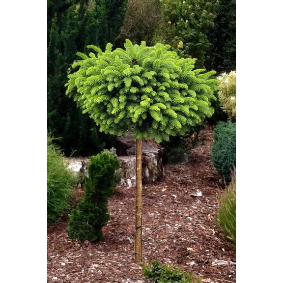 RedCrocus Picea abies 'Little Gem' Standard Topiary - Dwarf Norway Spruce, Evergreen, Slow-Growing, Hardy, Ideal for Containers, Entries & Patios  7 Gallon Nursery Pot