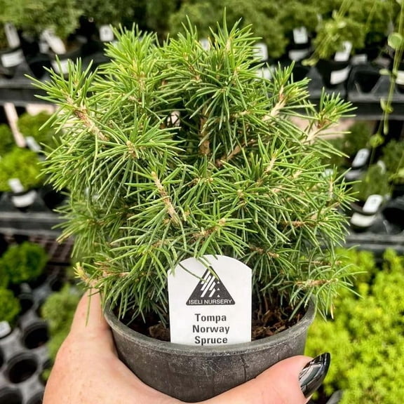 RedCrocus Picea abies 'Tompa' Norway Spruce- Small Conifer for Garden & Landscape, Evergreen, Deer Resistant, Pet Safe (Toxic to Pets), Container Friendly 7 Gallon