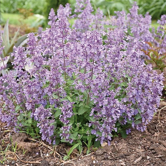 RedCrocus Picture Purrfect Catmint Nepeta x faassaenii with Aromatic Foliage & Lavender-Blue Flowers, Attracts Pollinators, Container & Border Plant, Pet Warning Included  2 Gallon