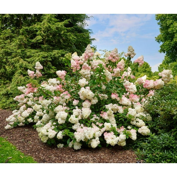 RedCrocus Pinky Winky Panicle Hydrangea-Beautiful Blooms for Your Garden 3 Gallon
