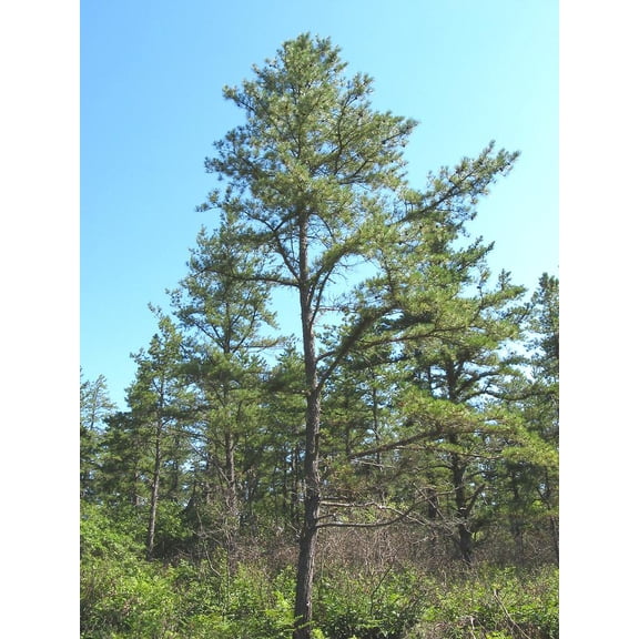 RedCrocus Pitch Pine Pinus rigida - Evergreen Tree for Landscaping & Wildlife Habitat - Drought Tolerant & Deer Resistant  2 Gallon