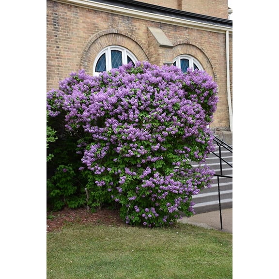 RedCrocus Pocahontas Early Flowering Lilac Syringa hyacinthflora Fragrant Shrub Blooming in Spring Compact Bush For Pollinators Containers 5 Gallon
