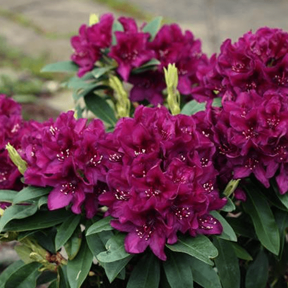 RedCrocus 'Polar Night' Rhododendron- Evergreen Shrub with Deep Purple Flowers, Partial Shade, Container Friendly, Perfect for Shade Gardens 10 Gallon