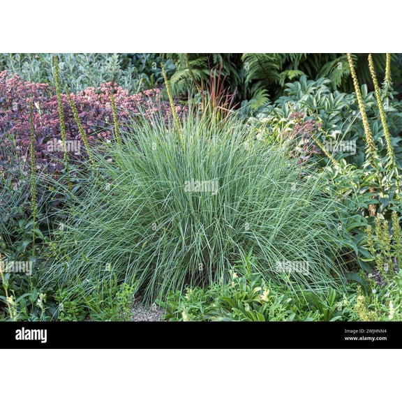 RedCrocus Prairie Blues Little Bluestem-Drought Tolerant Ornamental Grass  1 Gallon