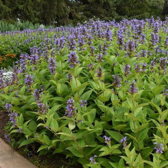 RedCrocus Prelude Blue Japanese Catmint Nepeta subsessilis - Pollinator-Attracting, Drought-Tolerant, Fragrant, Non-Toxic, Container & Border Plant  2 Gallon