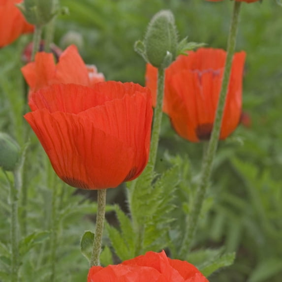 RedCrocus Prince of Orange Oriental Poppy - Vibrant Orange Flowers, Pollinator Attractant, Cut Flower, Garden Perennial, Full Sun, Well-Drained Soil 1 Quart (Pack of 12)