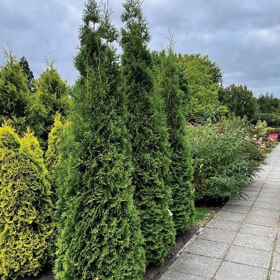 RedCrocus 'Private Jet' American Arborvitae Thuja occidentalis Compact Evergreen for Gardens, Privacy & Borders, Deer Resistant, Container Friendly 3 Gallon