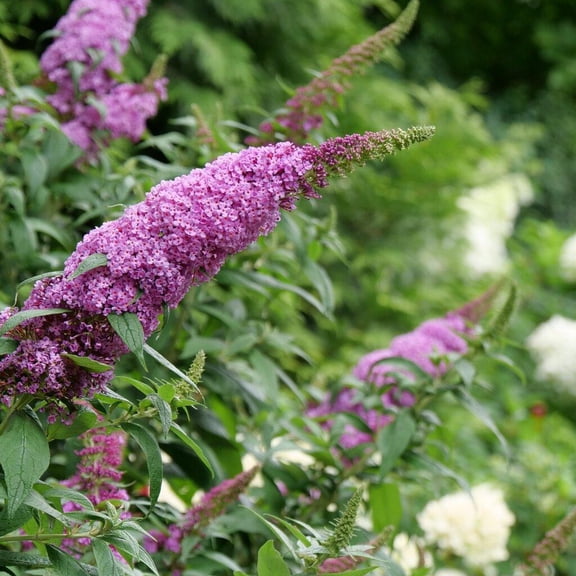 RedCrocus Pugster Pinker Butterfly Bush-Compact Plant for Pollinators 2 Gallon