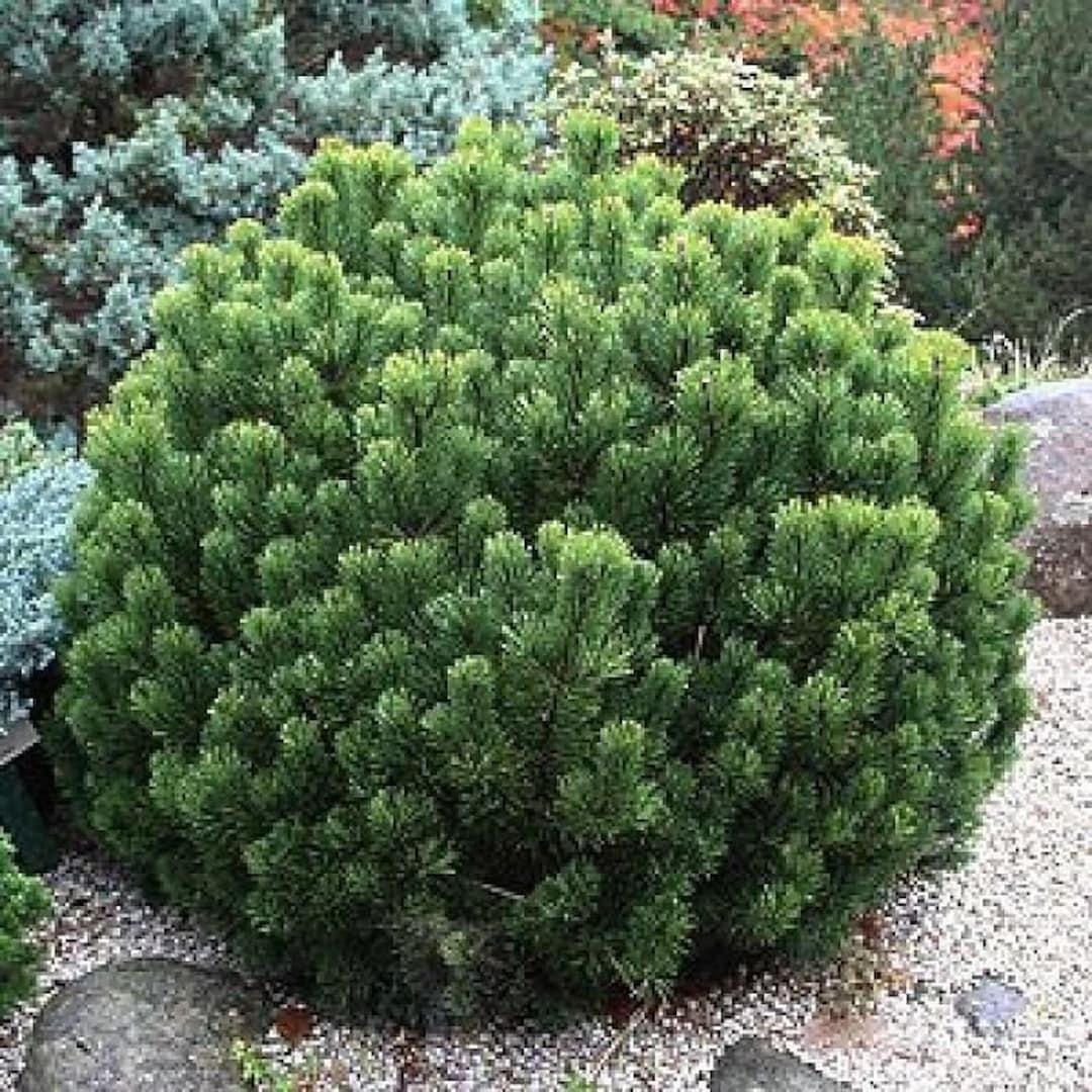 Pin Shrib RedCrocus Pumilio Swiss Mountain Pine Pinus mugo 'Pumilio' Compact ...