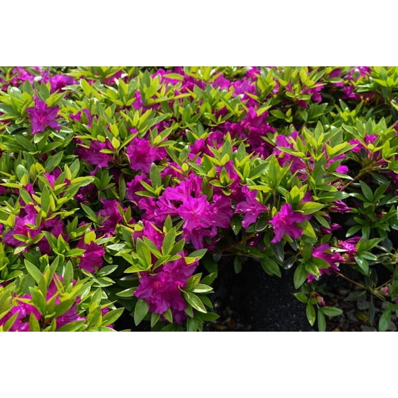 RedCrocus Purple Splendor Azalea- Vibrant Spring Blooms, Evergreen Shrub, Ideal for Shade Gardens, Containers, Borders, Pet-Friendly, Acidic Soil, Easy Care, Stunning Visual 5 Gallon