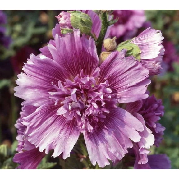 RedCrocus Queeny Purple Hollyhock | Vibrant perennial with purple blooms, attracts pollinators, for garden borders, cottage gardens, cut flowers, zones 3-9, easy care  1 Gallon (Pack of 4)