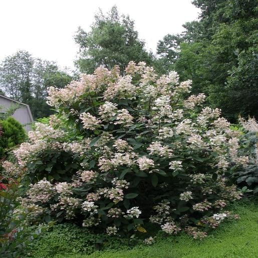 RedCrocus 'Quick Fire' Panicle Hydrangea Tree Form, Deciduous Shrub with White to Pink Blooms, Seasonal Foliage, Border, Hedges, Container Garden, Pollinator Friendly 15 Gallon