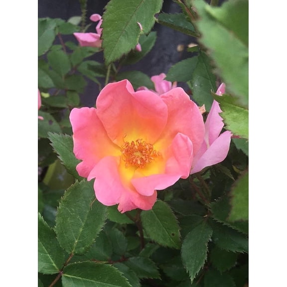 RedCrocus Rainbow Knock Out' Landscape Rose- Bright, Multicolored Blooms, Disease-Resistant, Attracts Pollinators, Container & Garden Bed Use 3 Gallon