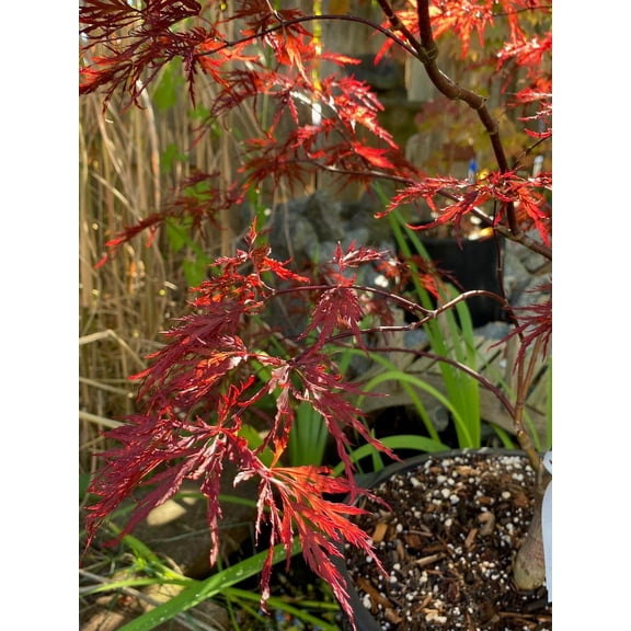 RedCrocus Red Dragon Weeping Japanese Maple- Acer palmatum dissectum 'Red Dragon'- Vibrant Red Foliage, Graceful Weeping Form, Container & Landscape Appeal 2/3' h, 2/3' w 10 Gallon