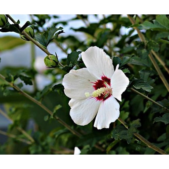 RedCrocus Red Heart Rose of Sharon Hibiscus syriacus | Vibrant red blooms, pollinator attractor, border or container plant, low-maintenance deciduous shrub, full sun. 7 Gallon