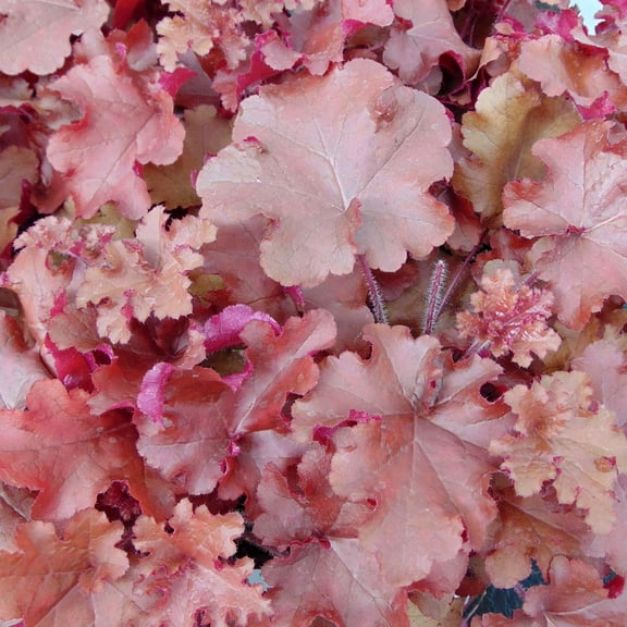 RedCrocus Red Sea Coral Bells Heuchera x 'Red Sea' - Vibrant Red Foliage, Shade-Loving Perennial for Borders, Containers, and Groundcover  2 Gallon
