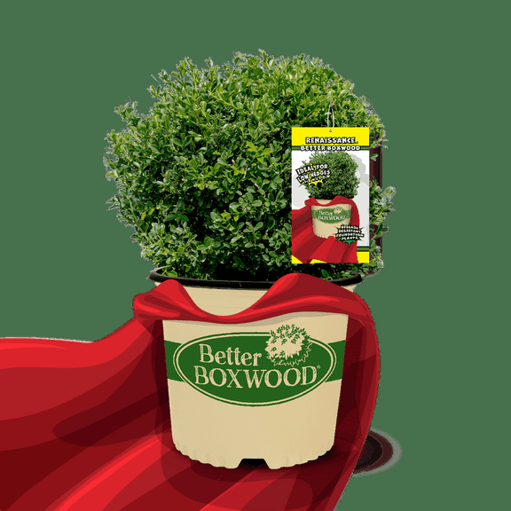 RedCrocus Renaissance Boxwood Buxus x 'Renaissance' | Dense Evergreen Shrub for Formal Hedges, Topiary & Borders | 5-8 Zone | Pet Safe | Container Friendly 2 Gallon
