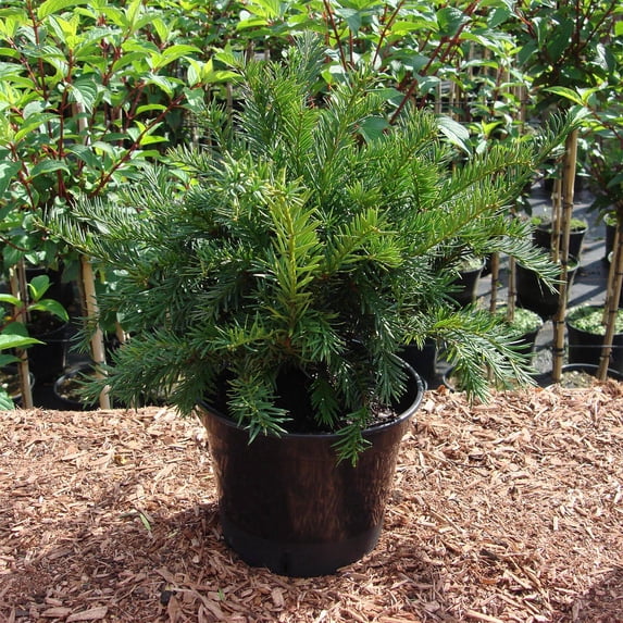 RedCrocus Repandens English Yew Taxus baccata - Compact Evergreen Shrub, Ideal for Hedges & Accent Plants, Pet & Deer Resistant, Container Friendly 3 Gallon