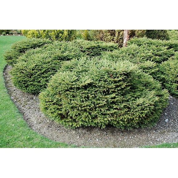 RedCrocus Repens' Weeping Norway Spruce- Evergreen Conifer for Garden & Containers 3 Gallon