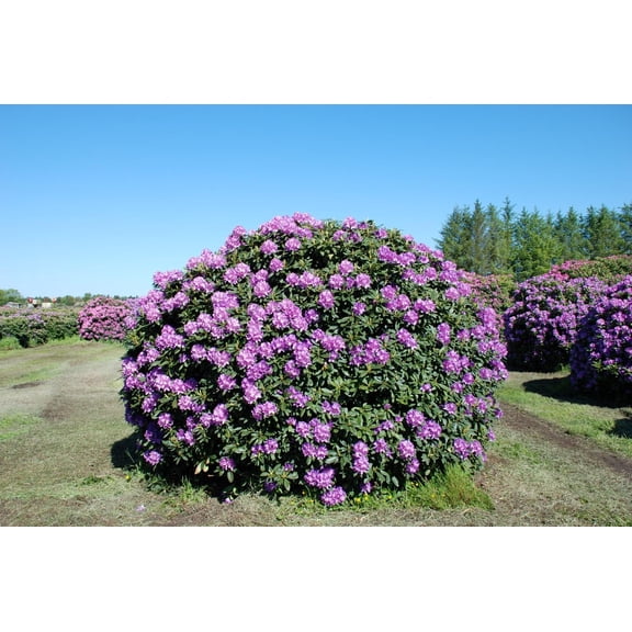 RedCrocus Rhododendron Boursault- Evergreen Shade-Loving Shrub, Pink Flowers, Container & Garden Plant, Deer Resistant, Toxic if Ingested 10 Gallon