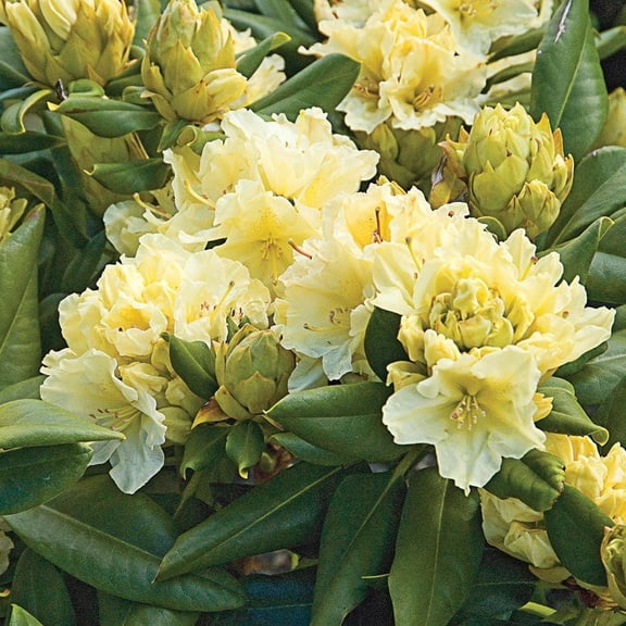 RedCrocus Rhododendron 'Capistrano' | Vibrant Pink Blooms, Evergreen Shrub, Shade-Loving, Pollinator Attractant, Container Friendly, Deer Resistant, Garden Border Plant 15/18" h, 15/18" w 3
