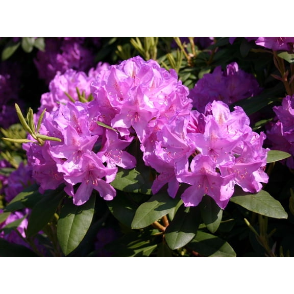 RedCrocus Rhododendron 'Grandiflorum'- Evergreen Flowering Shrub for Garden Borders and Containers, Attracts Pollinators, Fragrant Pink Blooms, Deer Resistant, Hardy Zones 7-9 5 Gallon