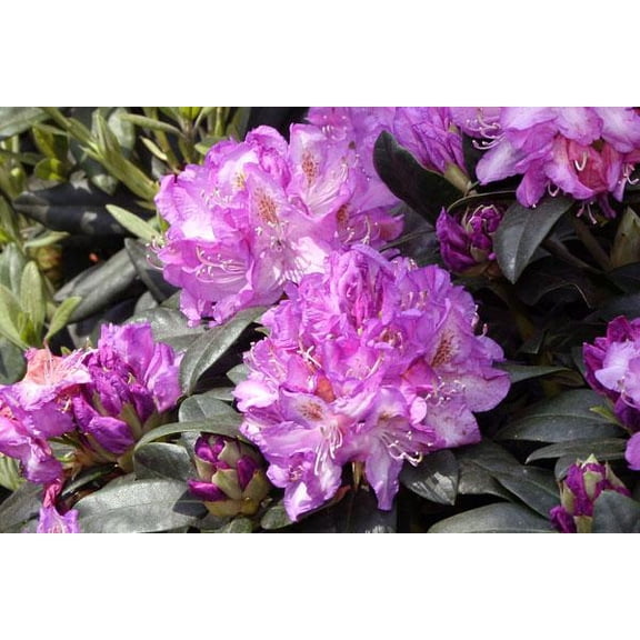 RedCrocus Rhododendron Minnetonka- Evergreen Shrub with Pink Spring Blooms, Deer Resistant, Pet Safe, Container Suitable, Zone 5-8, Garden or Border Plant 5 Gallon