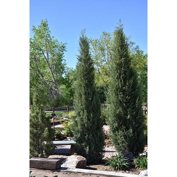 RedCrocus Rocky Mountain Juniper- Drought-Tolerant Evergreen Plant for Xeriscaping, Borders & Containers  10 Gallon