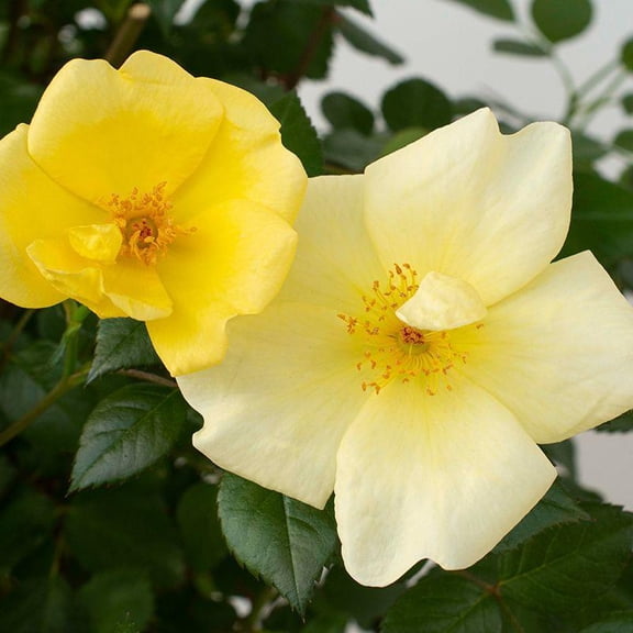 RedCrocus Rosa 'Easy Bee-zy Knock Out' Rose- Compact, Disease-Resistant Bush with Bright Red Blooms, Ideal for Garden Beds, Borders, & Containers, Attracts Pollinators 3 Gallon