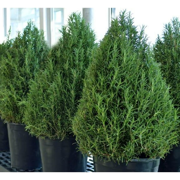 RedCrocus Rosemary Cone Topiary - Live Culinary Herb Plant, Aromatic Evergreen, Indoor/Outdoor, Bee-Friendly, Full Sun  6"