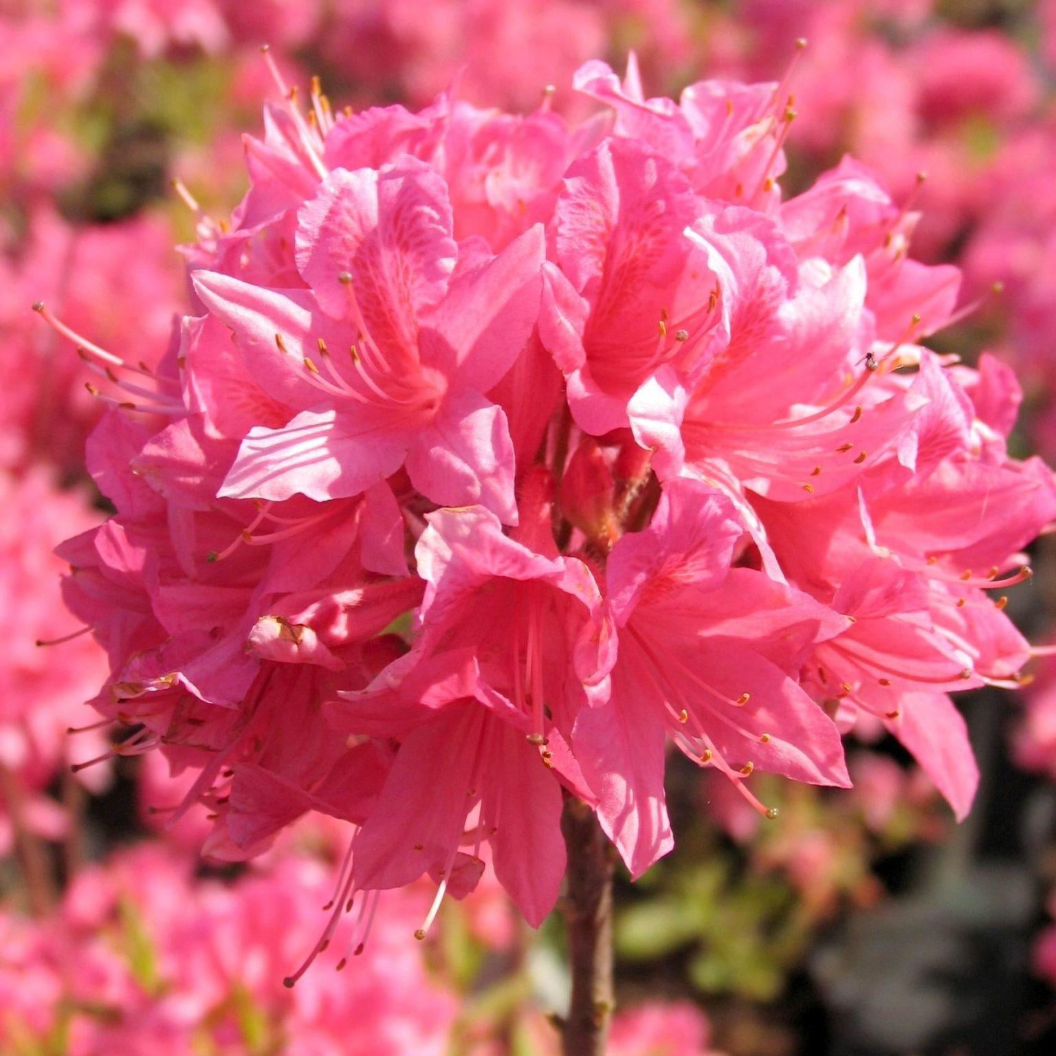 RedCrocus Rosy Lights Azalea Rhododendron 'Rosy Lights' - Vibrant Pink ...