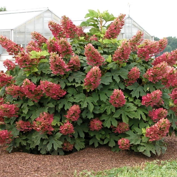RedCrocus Ruby Slippers Oakleaf Hydrangea, Deciduous Flowering Shrub for Garden Borders & Containers, pollinator attractant, non-toxic, blooms summer to fall 5 Gallon