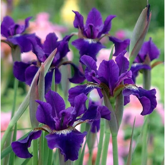 RedCrocus Ruffled Velvet Siberian Iris | Vibrant Purple Blooms | Attracts Pollinators | Perennial for Borders and Cut Flowers  1 Gallon (Pack of 4)