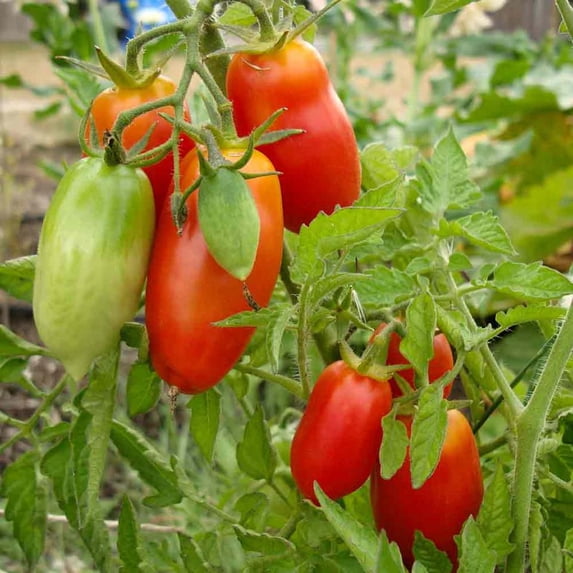 RedCrocus San Marzano Heirloom Tomato- Ideal for Sauces & Salads, Full Sun, Container & Garden, Attracts Pollinators, Supports Indoor & Outdoor Growing 4" Pot (Pack of 5)