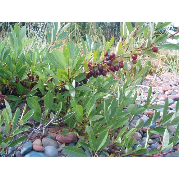 RedCrocus Sand Cherry- Prunus pumila, Deciduous Shrub, Pollinator Attractor, Suitable for Gardens and Borders, Native Plant, Mulch & Prune Tips 3 Gallon