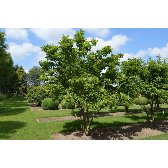 RedCrocus Saucer Magnolia- Fragrant, Multi-Stem Flowering Tree for Garden and Landscape, Deciduous Blooming Shrub, Pollinator Attractor, Container Friendly 10 Gallon
