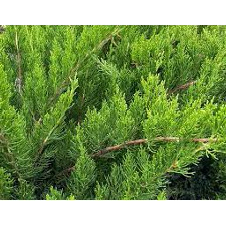 RedCrocus Sea Green Juniper (Juniperus 'Sea Green') – Evergreen Shrub for Full Sun, Heat/Cold Tolerant Outdoor Live Plant 1 Quart Pot