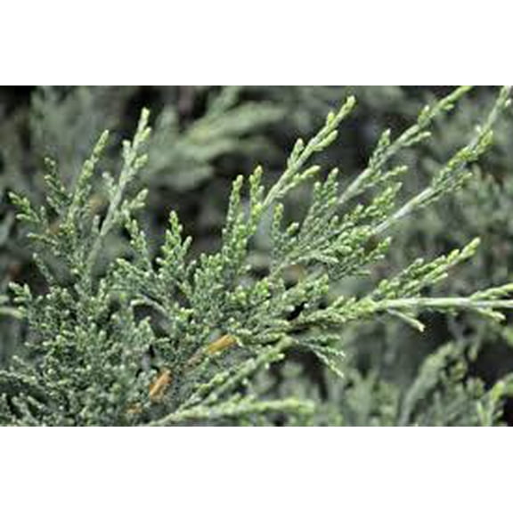RedCrocus Sea Green Juniper Live Shrub (Juniperus  pfitzeriana)  Evergreen, Full Sun, Deer Resistant, Zones 49  3 Gallon Nursery Pot