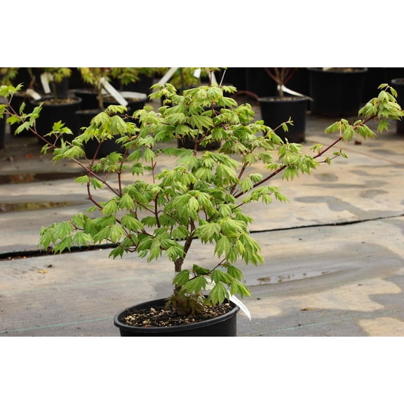 RedCrocus Seki no Kegon Weeping Japanese Maple- Ornamental Tree for Shade Gardens & Containers 25 Gallon