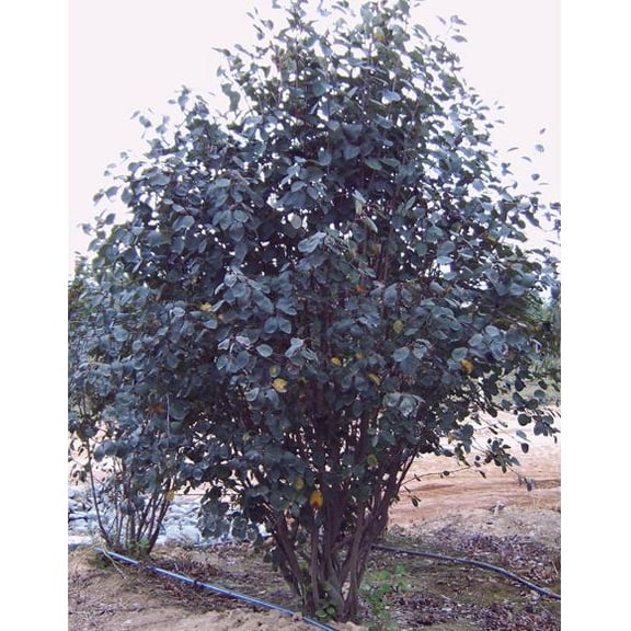 RedCrocus Shadblow Serviceberry Amelanchier canadensis- Multi-Season Ornamental Shrub, Pollinator Magnet, Edible Berries, Suitable for Borders & Natural Areas 3/4' h 10 Gallon