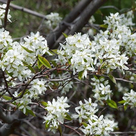 RedCrocus Shadblow Serviceberry- Multi Stem, Fragrant Spring Blooms, Edible Berries, Pollinator Attractor, Well-Drained Soil, Native Garden Plant 25 Gallon