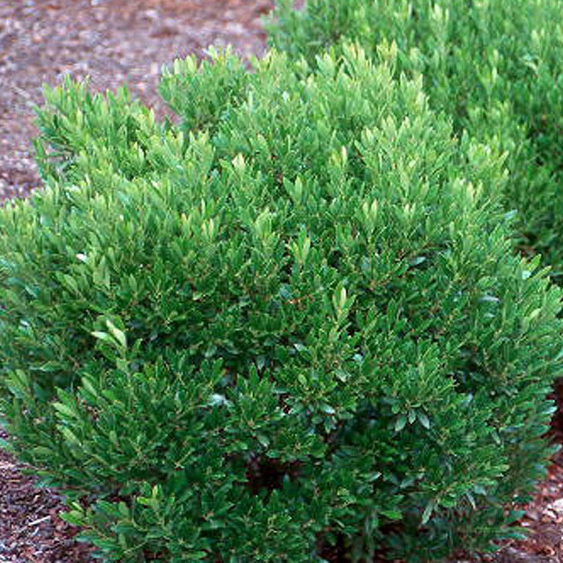 RedCrocus Shamrock Inkberry Holly Ilex glabra 'Shamrock'- Evergreen