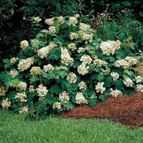 RedCrocus Sikes Dwarf Oakleaf Hydrangea- Compact, Deciduous Shrub for Shade Gardens 7 Gallon