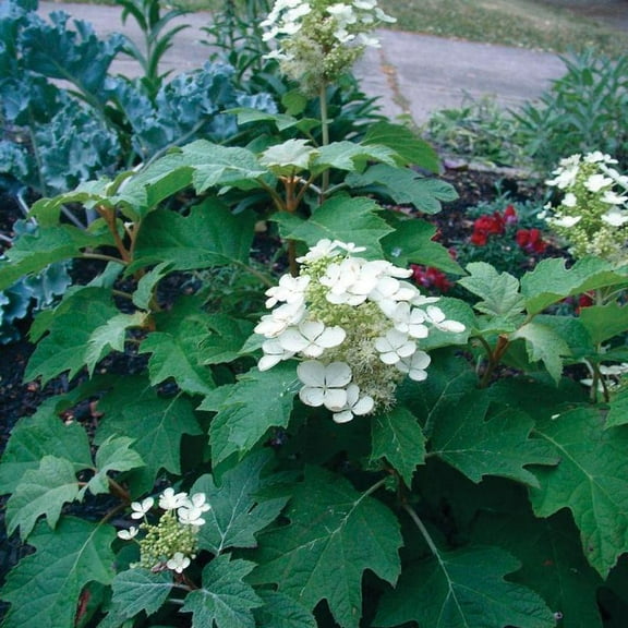 RedCrocus Sikes Dwarf Oakleaf Hydrangea- Compact, Shade-Loving, Pollinator-Attracting, Garden or Container Plant, Named for Its Stunning Foliage & Summer Flowers 5 Gallon