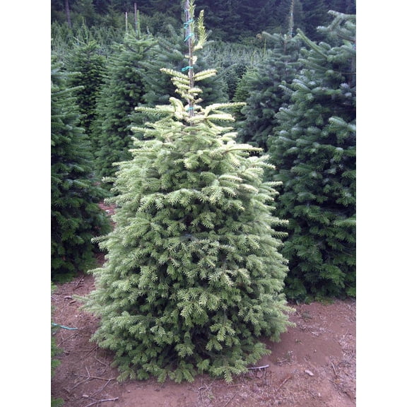 RedCrocus Silver Del' Nordman Fir Abies nordmanniana 'Silver Del'- Evergreen, Deer-Resistant, Potted Landscape Plant  25 Gallon