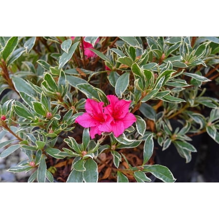 RedCrocus Silver Sword Azalea- Fragrant Evergreen Shrub for Shade Gardens, Containers, Borders, Pollinator Attractant, Deer & Pet Resistant 3 Gallon