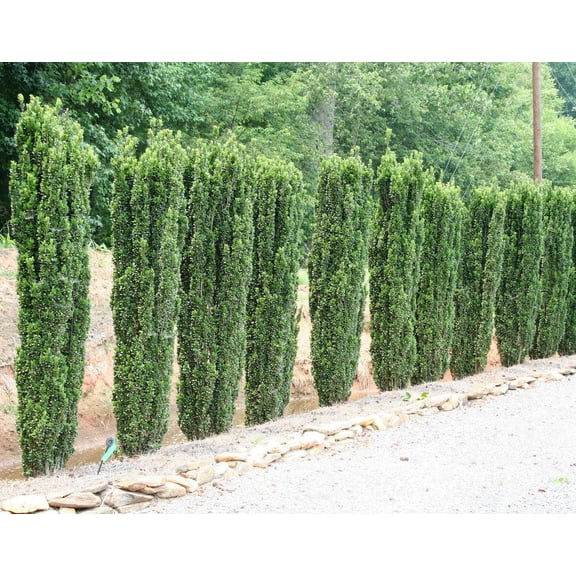 RedCrocus Sky Pencil Japanese Holly Ilex crenata for Hedges & Containers, Evergreen Shrub, Pet Safe, Deer Resistant, Low Maintenance, Full Sun to Part Shade, Well-Drained Soil 5/6' h 25 Gallon