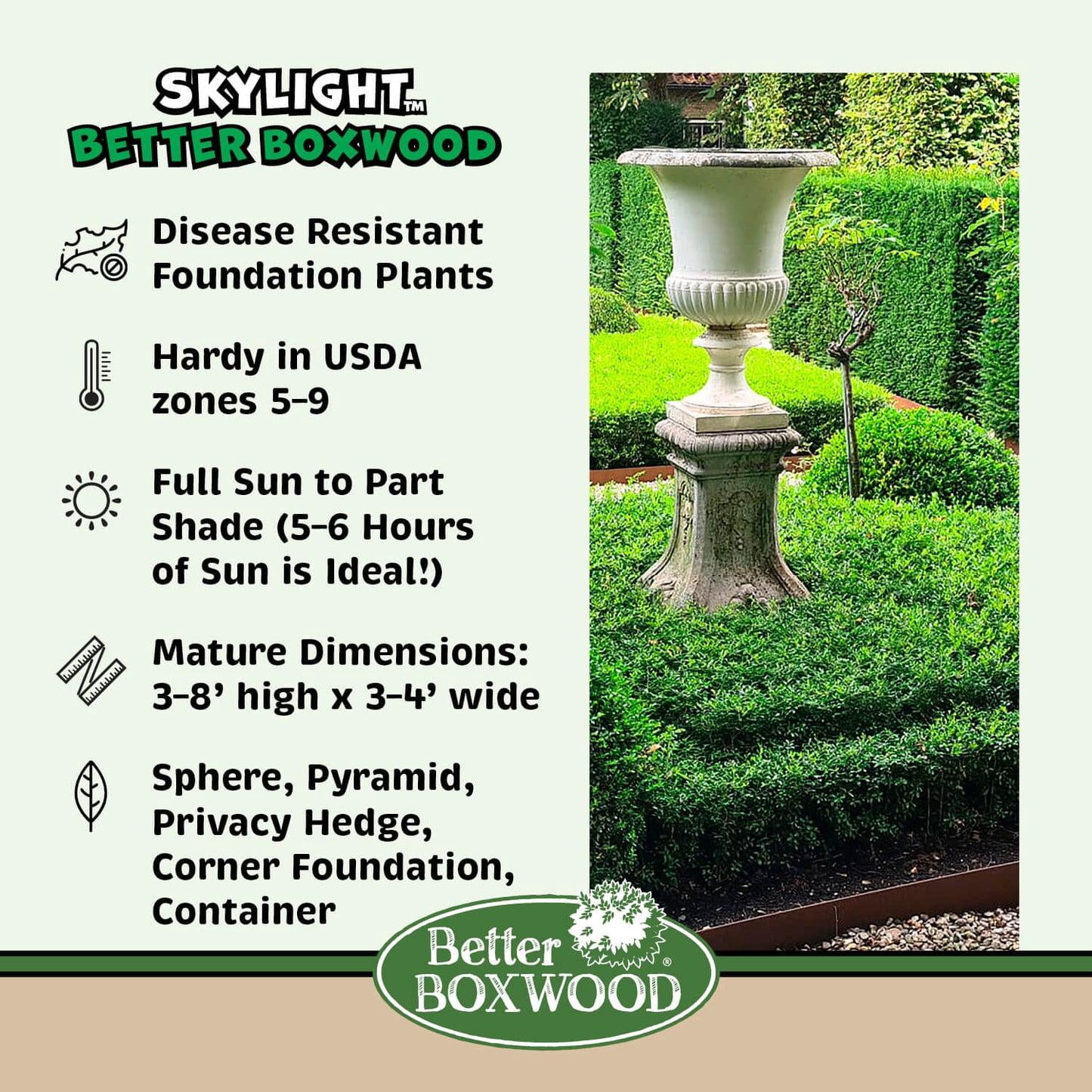 RedCrocus Skylight Boxwood Buxus x 'Skylight' – Evergreen Shrub, Formal ...