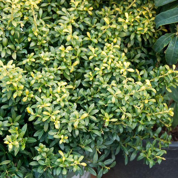 RedCrocus Soft Touch Japanese Holly Ilex crenata Compact Evergreen Shrub for Hedges, Borders, and Containers- Low Maintenance, Pet-Friendly, Year-Round Greenery  5 Gallon